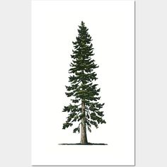 a pine tree is shown against a white background