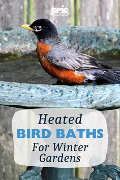 Bird perched on a cement bird bath in a garden Bird Bath Ideas, Solar Powered Fountain Pump, Heated Bird Bath, Solar Bird Bath, Survive Winter, Water Fountain Pumps, Solar Water Fountain, Winter Survival, Urban Farmer