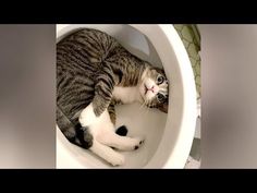 a cat is laying down in a toilet