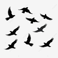 flock of flying birds silhouette isolated black pigeon or seagull collection 3 Black Pigeon, Birds Silhouette, Flying Bird Silhouette, Flying Birds, Bird Silhouette, Transparent Image, Birds Flying, Map Art, Pigeon