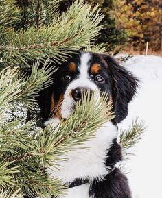 a black and white dog peeking out from behind a pine tree with snow on the ground