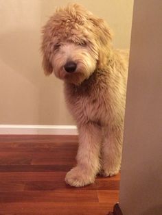 a shaggy dog standing on top of a hard wood floor next to a white wall