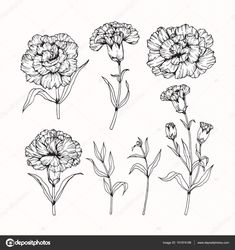 the flowers are drawn by hand in black and white