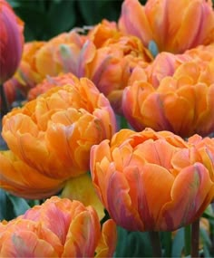 many orange and pink flowers with green leaves