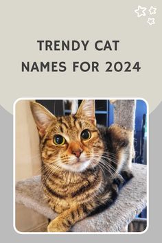 a cat sitting on top of a chair with the caption trendy cat names for 2020