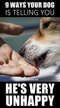 Dog Boredom, Dog Body Language, Dog Training Treats, Dog Language