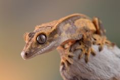 a close up of a gecko looking at the camera