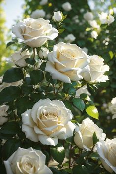 white roses are blooming in the garden