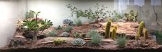 there are many different types of plants in this display case, including cacti and succulents