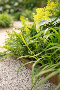 some green plants and gravel in a garden