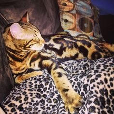 a cat laying on top of a leopard print blanket