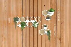 three hexagonal shelves with plants on them against a wooden wall