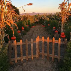 a wooden fence in the middle of a field with pumpkins growing on top of it