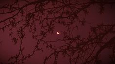 the moon is seen through branches on a foggy night