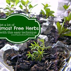 some plants that are in plastic containers with the words get a lot of moss free herbs with this easy technique