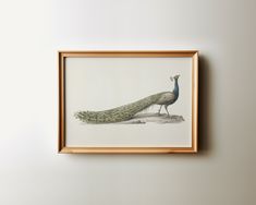 a peacock is standing on the ground in front of a white wall with a wooden frame