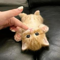 a person is petting a small kitten on the leather couch in front of them