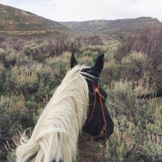 a black and white horse standing on top of a lush green field