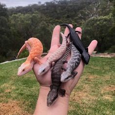 a person holding several small lizards in their hand