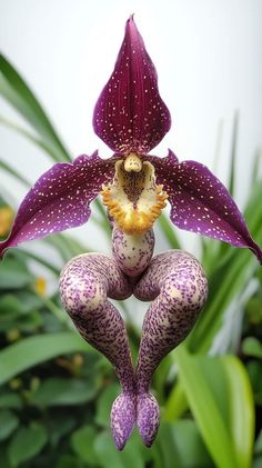 a purple flower with white spots hanging from it's center