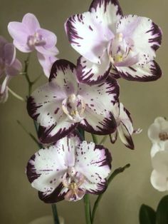 purple and white orchids in a vase with water droplets on the petals, against a neutral background