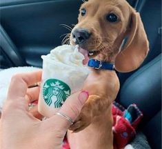 a person holding a starbucks drink in their hand while sitting in the backseat of a car