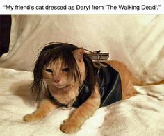 a cat wearing a leather jacket and wig on top of it's head, with caption that reads my friend's cat dressed daisy from the walking dead