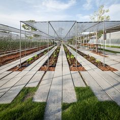 several rows of greenhouses with plants growing in them and grass on the ground next to each other