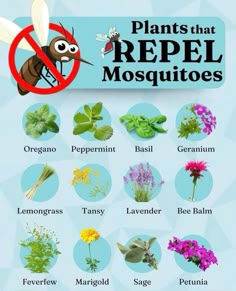 a poster with plants that repel mosquitoes