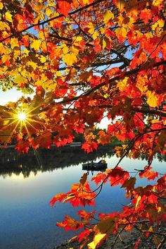 the sun shines brightly through autumn leaves over a lake with water in the foreground