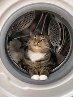 a cat sitting in the middle of a washing machine