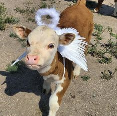 a baby cow with angel wings on it's back