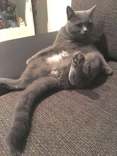 a gray cat laying on top of a couch