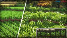 an image of some plants in the middle of a field with text that reads, pottto