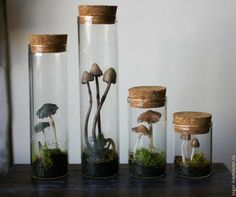 three glass jars filled with mushrooms and moss