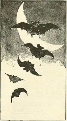 three bats flying in the sky with one on top of it's head and another above