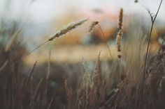 some tall grass and a yellow truck in the background