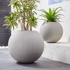 two cement pots with plants in them sitting on a ledge