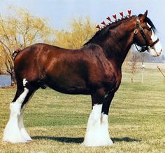 a brown horse standing on top of a lush green field next to a lake with birds on it's head