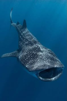 a whale swimming in the ocean with its mouth open