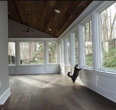 a dog jumping up into the air in an empty room with large windows and wood flooring