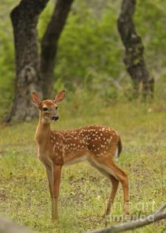 a small deer standing in the grass near trees