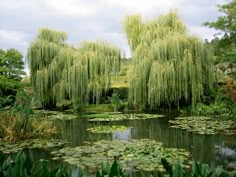 a pond with lily pads and trees in the background