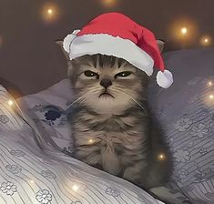 a cat wearing a santa hat on top of a bed