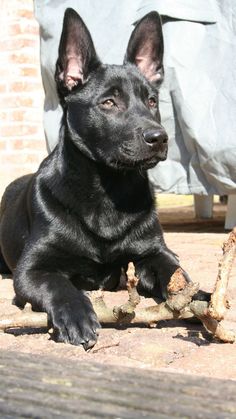 a black dog laying on the ground with a bone in it's mouth