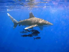 a large shark swimming in the ocean