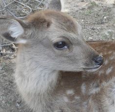 a baby deer is standing in the dirt near a wire fence and looking at the camera