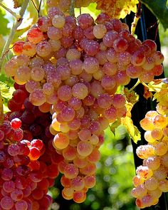 grapes are hanging from the vine with water droplets on them