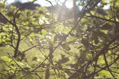 sunlight shining through the branches of a tree