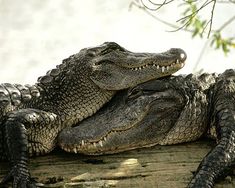 two alligators resting on top of each other